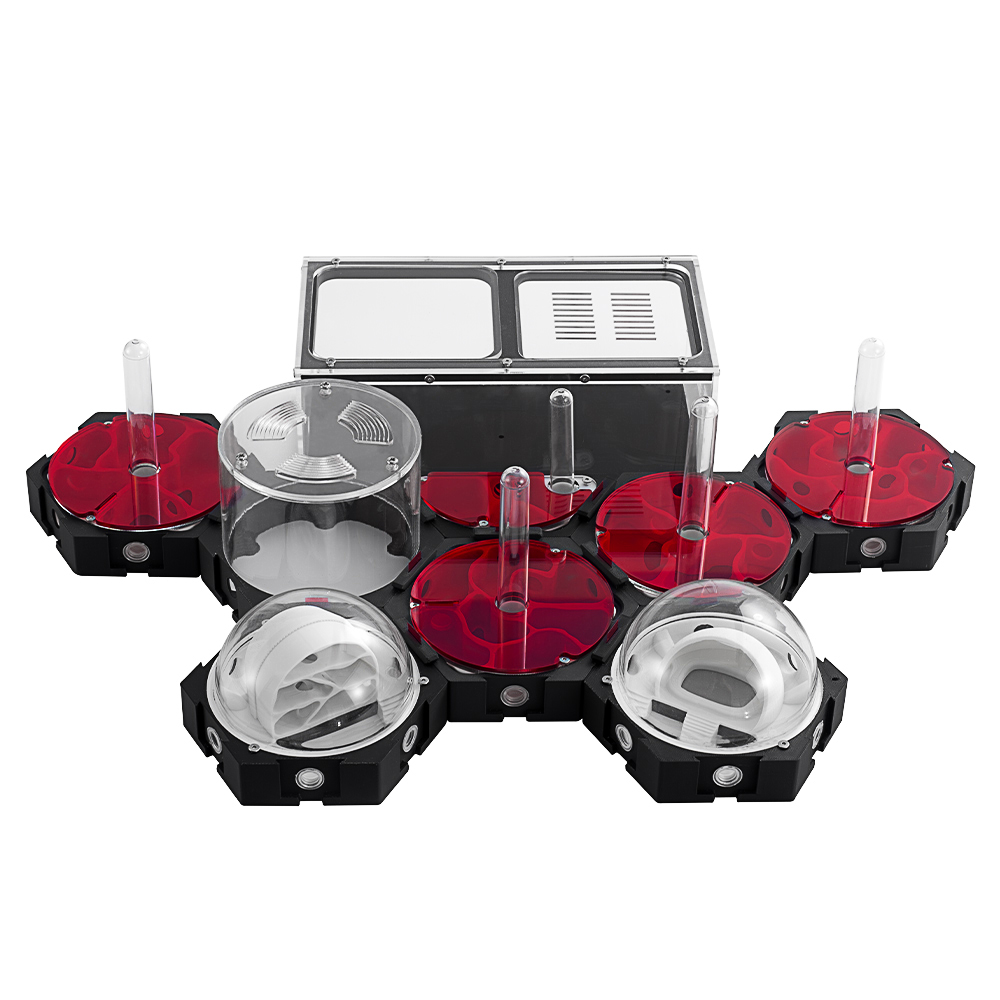 Begonia Rex - Druk 3D Farma mrówek Nieskończone rozkładane