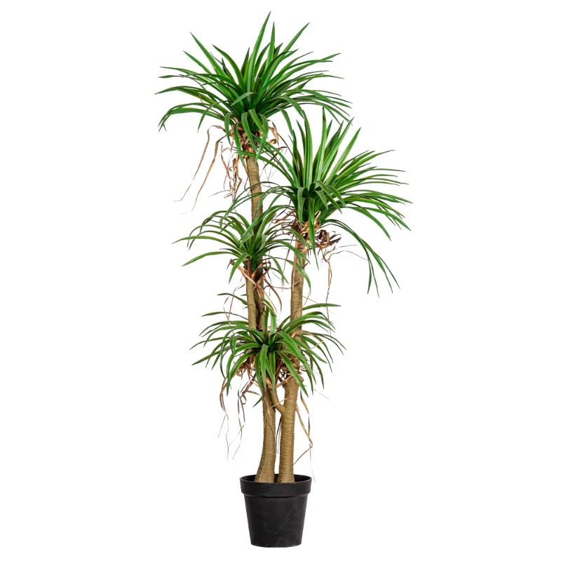 Dracaena Marginata - Sztuczna drzewka dracena marginata do wnętrz/na