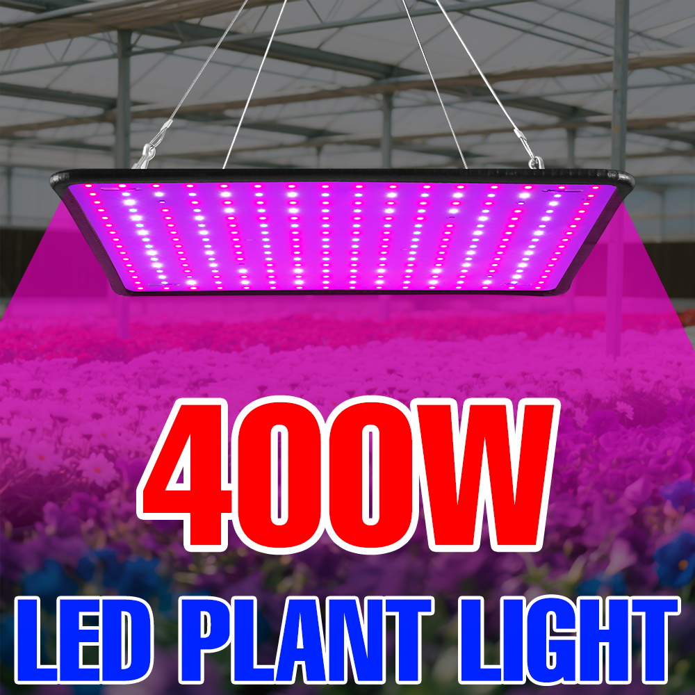 Echeveria Succulent - Lampa LED do uprawy roślin 400W