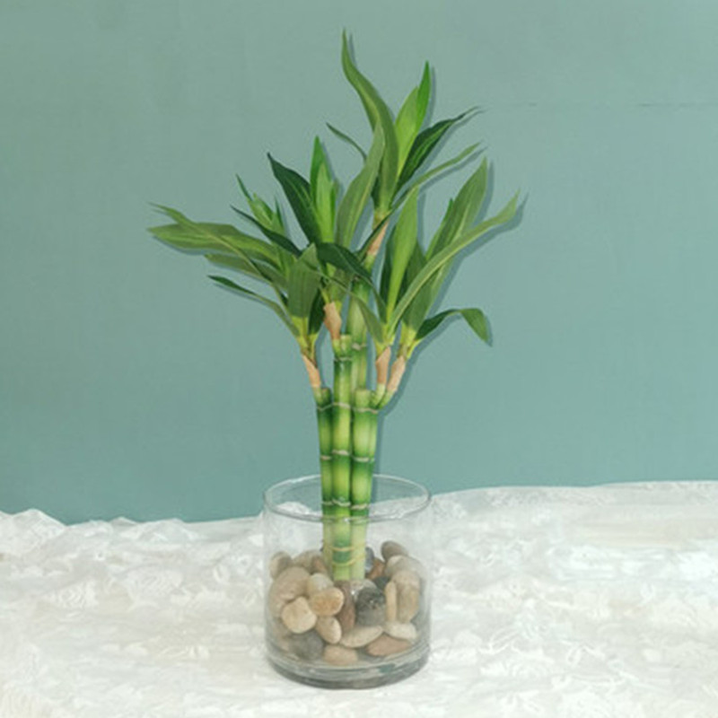 Echeveria Succulent - Nowy 40cm rFtificial Lucky Bamboo Succulent