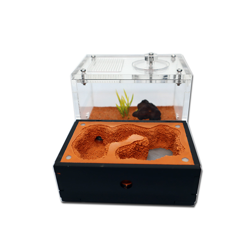 Żółta gospodarstwo mrówkowe z  – Begonia Rex recenzja i cena