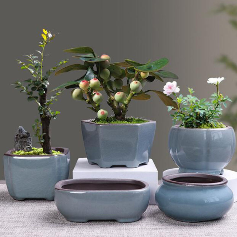 Retro ceramiczna doniczka na k – Echeveria Succulent recenzja i cena