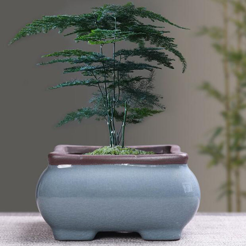 Retro ceramiczna doniczka na k – Echeveria Succulent recenzja i cena