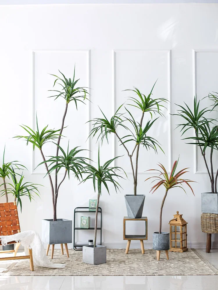Symulacja rośliny Dracaena Mar – Dracaena Marginata recenzja i cena