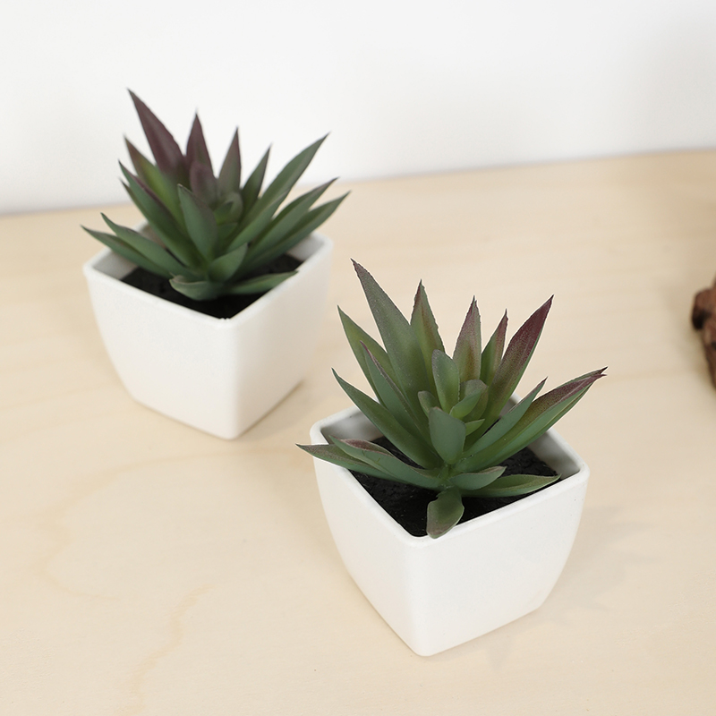 Mini sztuczny soczysty kubek w – Echeveria Succulent recenzja i cena