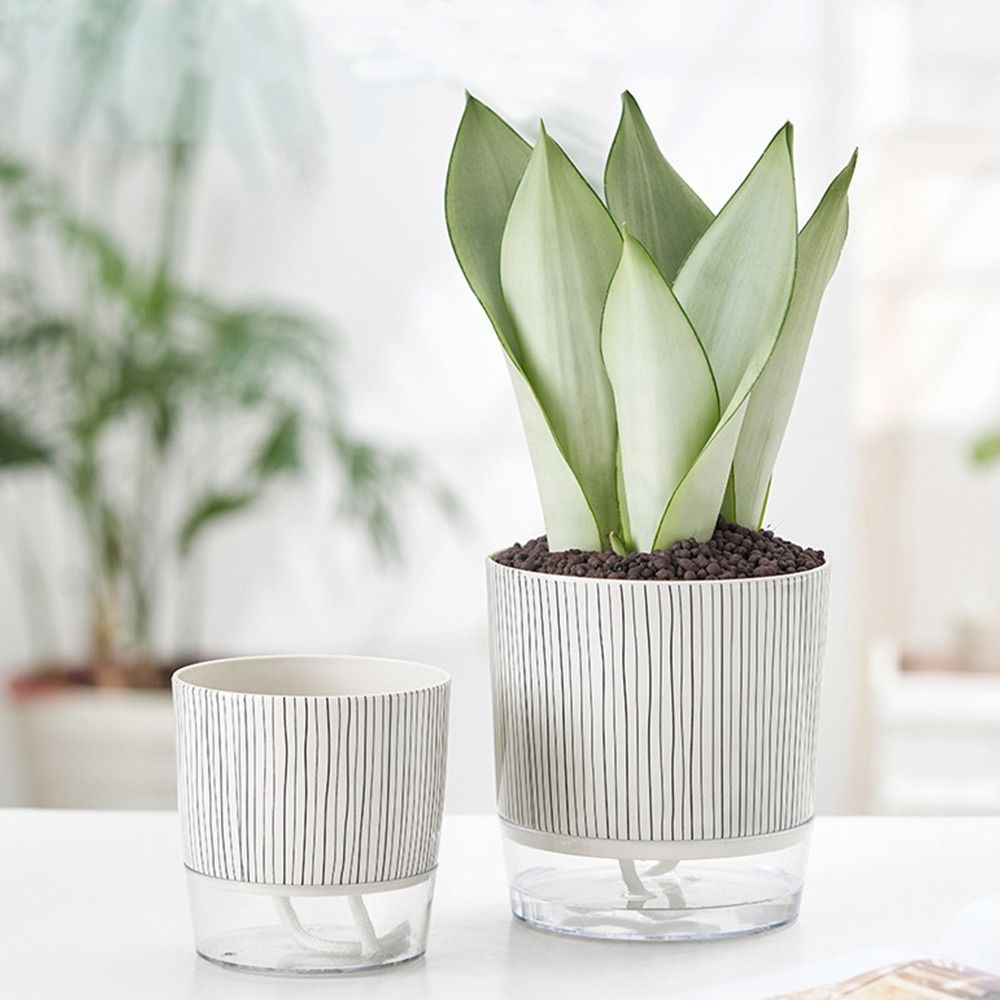 Przezroczysta doniczka samonaw – Aloe Vera Pot recenzja i cena