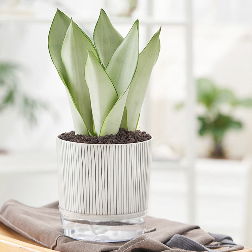 Przezroczysta doniczka samonaw – Aloe Vera Pot recenzja i cena