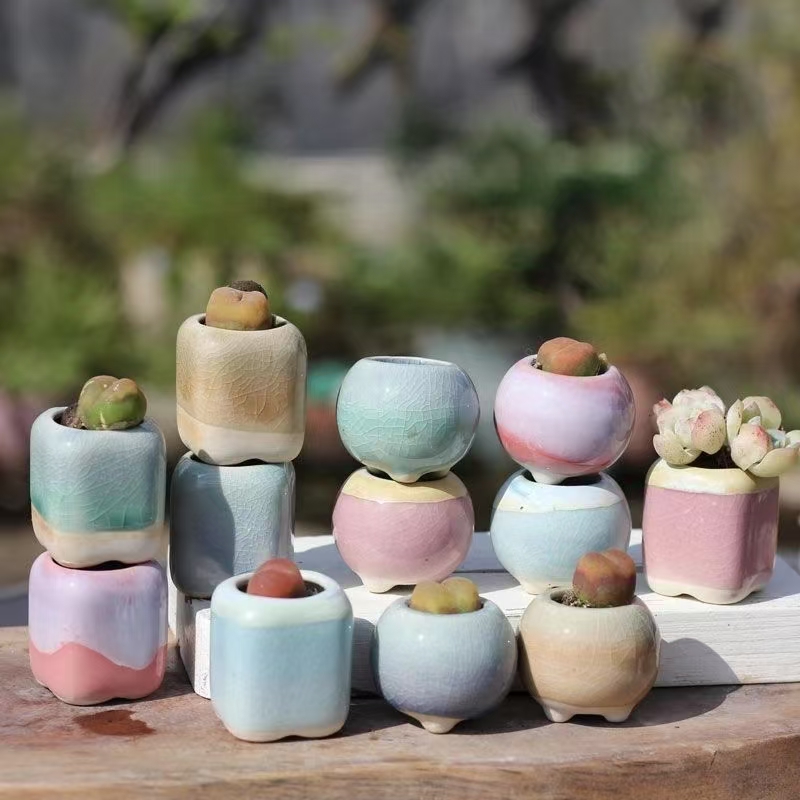 6 szt. Mini Doniczek Sukulenty – Echeveria Succulent recenzja i cena